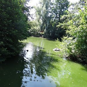 Pond in the zoo
