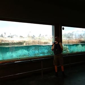 Container of Pygoscelis papua