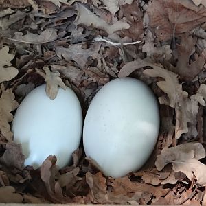 Eggs of Apteryx mantelli