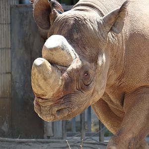 Diceros bicornis minor