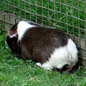Cavia aparea f.porcellus