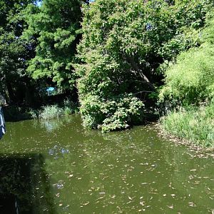 Paddock of Panthera tigris sumatrae