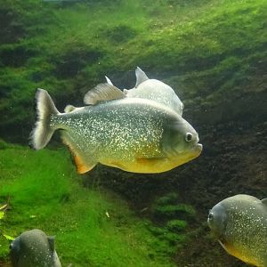 Pygocentrus nattereri