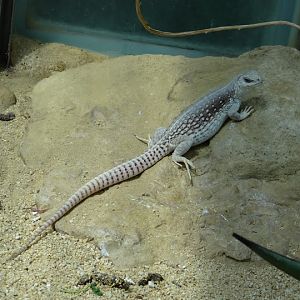 Dipsosaurus dorsalis