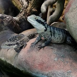 Physignathus lesueuri