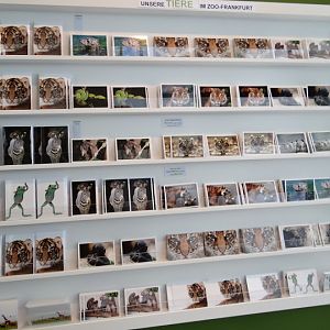 Postcards in the shop zoo