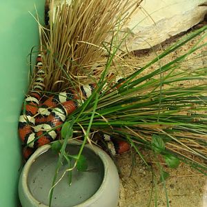 Lampropeltis pyromelana