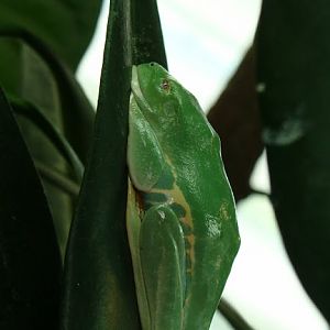 Agalychnis callydrias