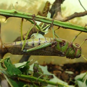 Tropidacris collaris