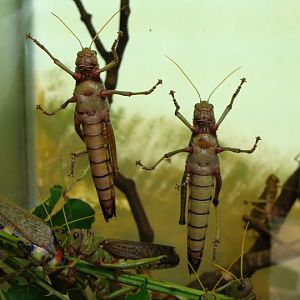 Tropidacris collaris