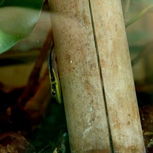 Phelsuma klammeri