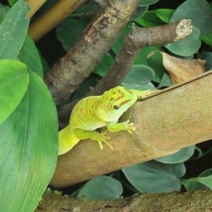 Phelsuma madagascariensis