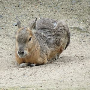 Dolichotis patagonum