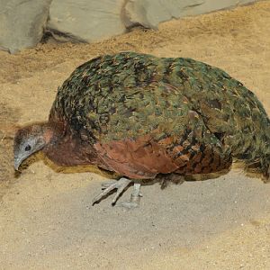 Afropavo congensis