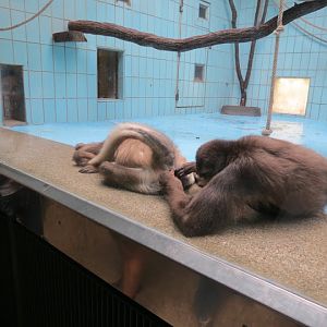 Ateles belzebuth hybridus