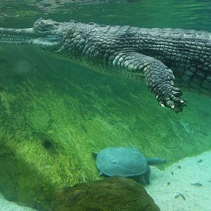 Rivers of the World - Ganges River