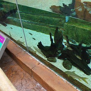 Rivers of the World - Ganges River