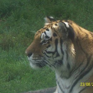 Colchester Zoo (ignore date on bottom right)