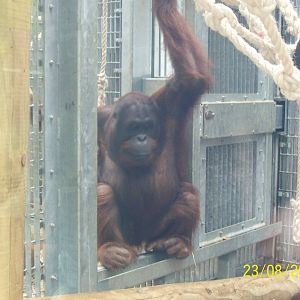 Colchester Zoo (ignore date on bottom right)
