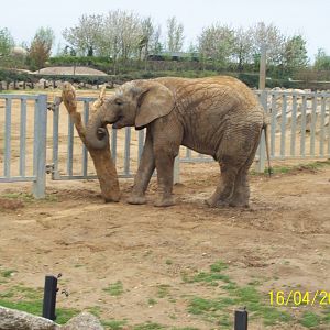 Colchester Zoo (ignore date on bottom right)