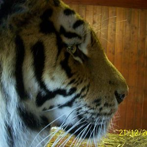 Colchester Zoo (ignore date on bottom right)