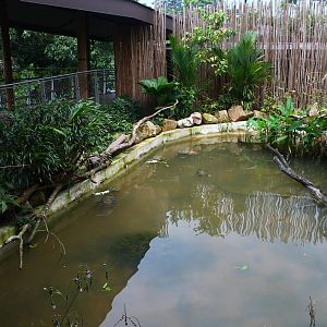 Wild Amazonia - Turtle pond