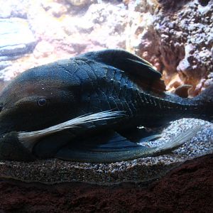 Wild Amazonia - Amazon Flooded Forest