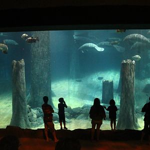 Wild Amazonia - Amazon Flooded Forest