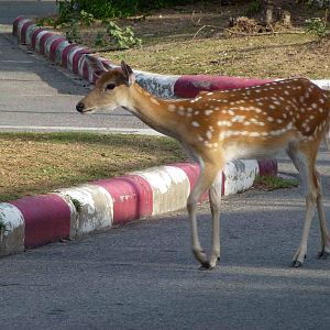 Free-ranging axis deer, June 2013.