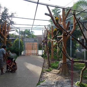 Sun conure walkthrough aviary, June 2013.