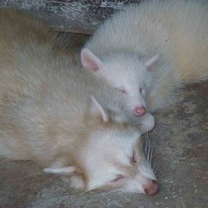 White raccoons, June 2013.