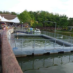 Arapaima enclosure, June 2013.