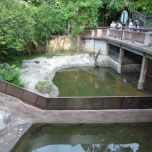 Crocodilian pools, June 2013.