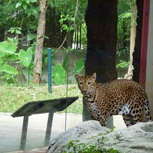 Indochinese leopard, June 2013.