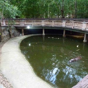 Pygmy hippo pool, June 2013.