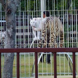 Training for new tiger area, June 2013.