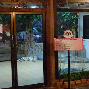 White tiger - a photo prop, June 2013.