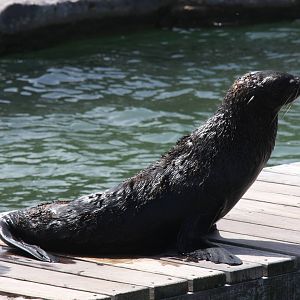 2013 Mar del Plata Aquarium