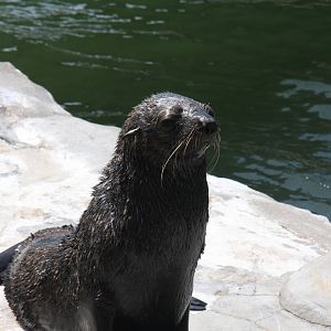 2013 Mar del Plata Aquarium