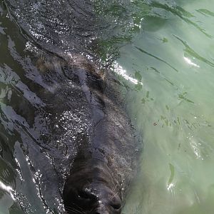 2013 Mar del Plata Aquarium