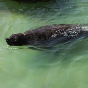 2013 Mar del Plata Aquarium