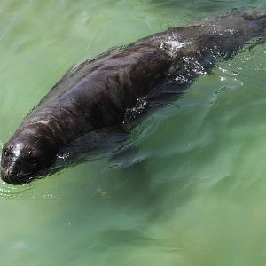 2013 Mar del Plata Aquarium