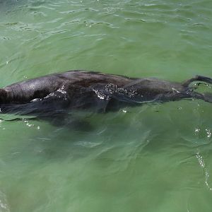 2013 Mar del Plata Aquarium