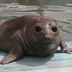 2013 Mar del Plata Aquarium