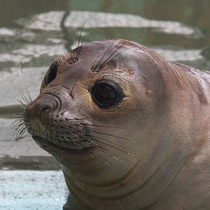 2013 Mar del Plata Aquarium