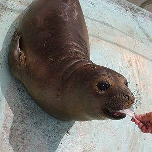 2013 Mar del Plata Aquarium