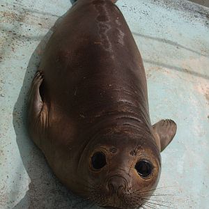 2013 Mar del Plata Aquarium