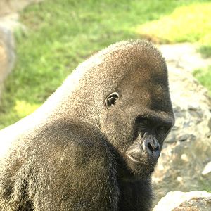 Gorilla gorilla gorilla