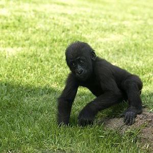 Gorilla gorilla gorilla