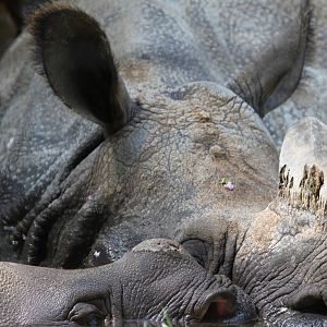 (Rhinoceros Unicornis) Asha & Shanti